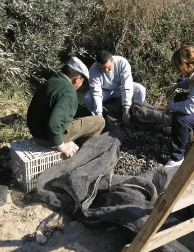 Exposición agrícola en Águilas