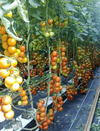 Publicidad exterior durante la Expo Invernadero en El Ejido